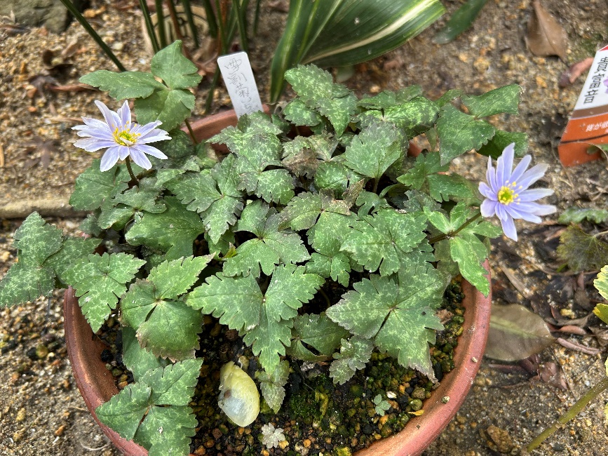 植物の写真