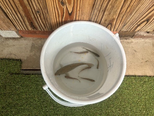 魚